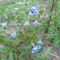 Lindernia hyssopioides (L.) Haines